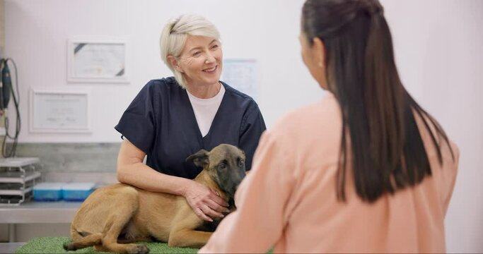 Vet, dog and mature happy woman talking, consulting and chat over medical help, wellness clinic or healthcare. Animal healing, veterinary consultation or hospital veterinarian speaking with client