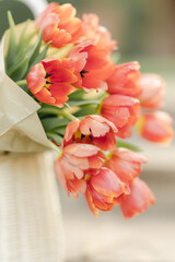 Red Tulip Flowers