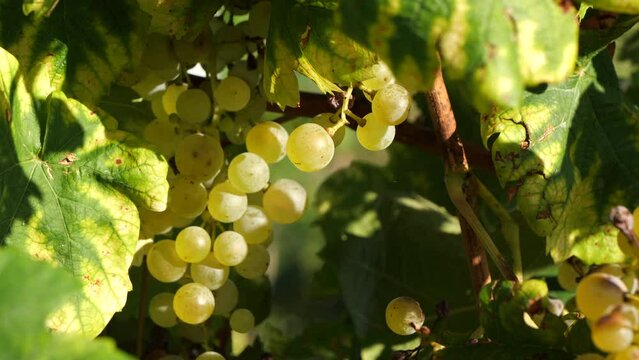 wine grapes on the vineyard close-up