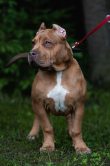 American bully XL Puppy
