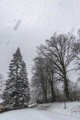 Tall spruce and trees without leaves during snowfall