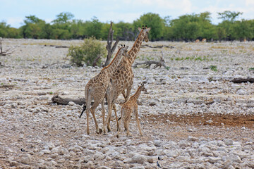 Giraffenfamilie