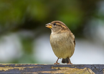 House sparrow bird perched on garden fence