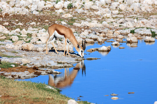 Springbock