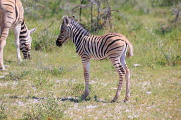 Fototapeta na wymiar Zebra Fohlen