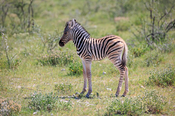Fototapeta na wymiar Zebra Fohlen