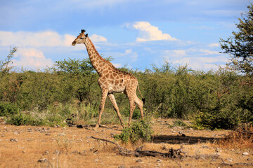 Giraffe © Andreas Edelmann