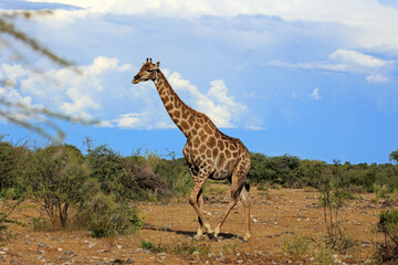 Giraffe