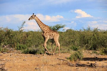 Giraffe
