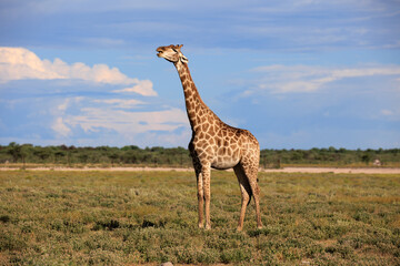 Giraffe © Andreas Edelmann