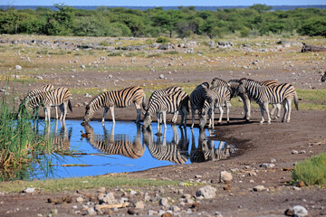 Zebraherde