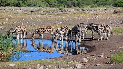 Zebraherde