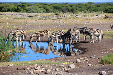 Zebraherde