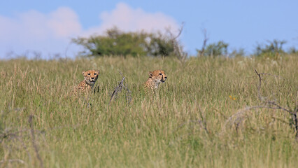 Geparde © Andreas Edelmann