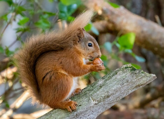 Naklejka na ściany i meble Hungry little scottish red squirrel eating a nut in the woodland