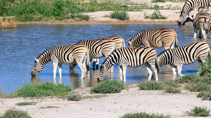 Zebras