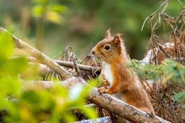 Cute and curious little scottish red squirrel in the woodland 