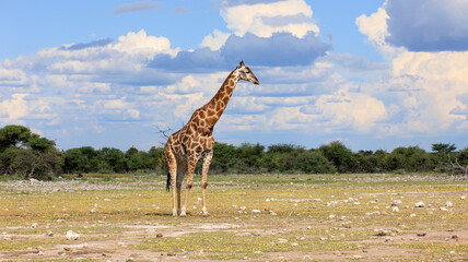 Giraffe
