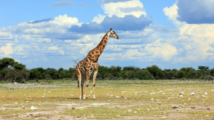 Giraffe © Andreas Edelmann