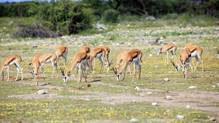 Springbock Herde