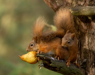 Adorable pair of scottish red squirrels sharing a juicy pear from the branch of a tree in the woodland