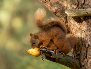 Adorable pair of scottish red squirrels sharing a juicy pear from the branch of a tree in the woodland