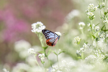 フジバカマの花畑を飛ぶアサギマダラ