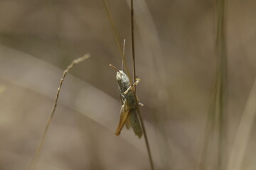 Saltamontes 1