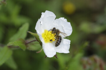 Abeja 3