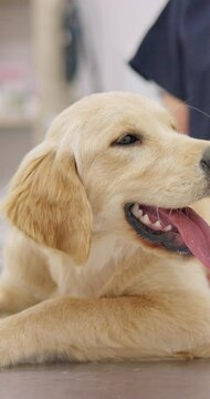 Happy, dog and labrador puppy in vet, clinic or hospital with check at doctor for health, vaccine or wellness. Pet, animal and portrait of golden retriever smile on table with veterinarian or nurse
