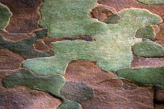 sycamore tree bark as camouflage 