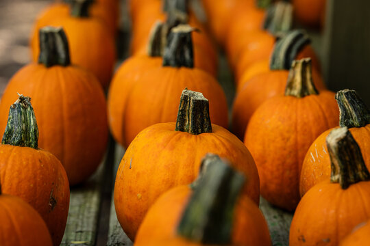 pumpkins in a bunch