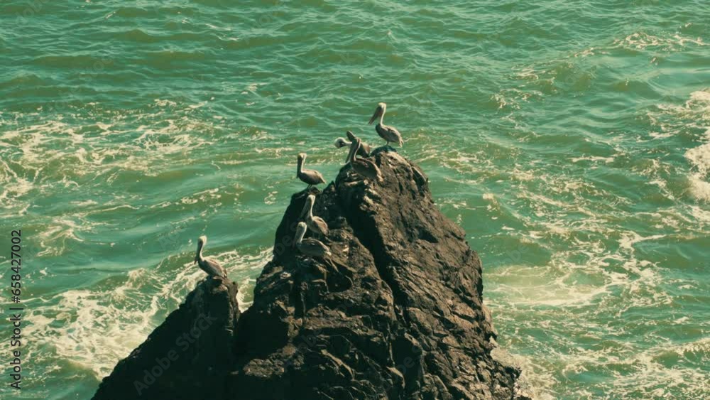 Wall mural Looking down at pelicans on rock in ocean