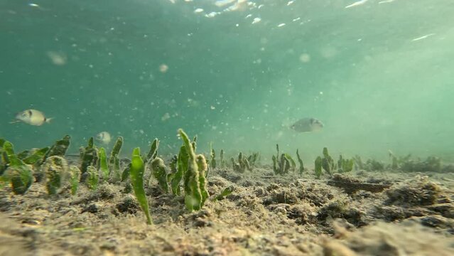 Fishes swim over green seabed