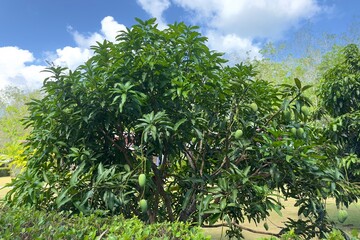 Mango fruits on mango tree at summer day in tropical country in forest.