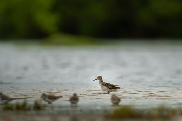 Perfect wood sandpiper image for web and print.