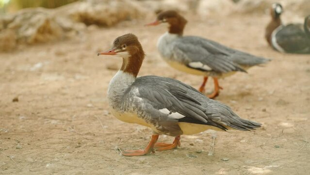 Common merganser. Latin Mergus merganser. is a large duck with a narrow, elongated bill.