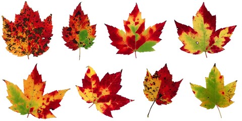 Fall leaves isolated on white background - Assorted 17