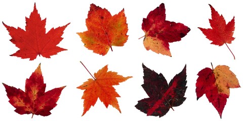 Fall leaves isolated on white background - Assorted 15