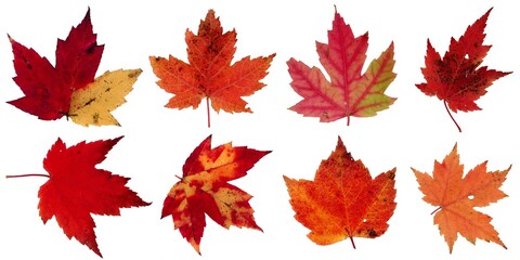 Fall leaves isolated on white background - Assorted 13