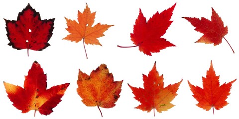 Fall leaves isolated on white background - Assorted 11