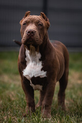 Chocolate love ! Bully XL