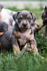 Tricolor beauty. She love to be alone 