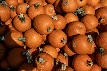 pumpkins on a market