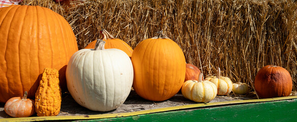 pumpkins and gourds