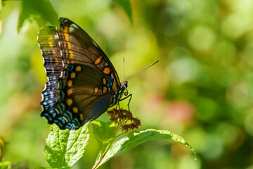 Red spotted purple butterfly side or ventral view with green background
