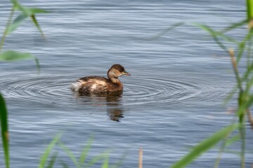 Cute Little Grebe on a rural lake