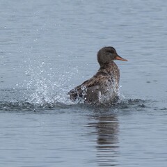 Little Grebe cleaning its wings and making a splash