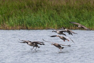 Canada Geese about to land on a lake