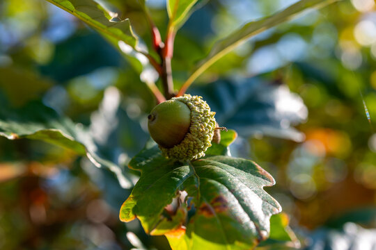burr oak acorn close-up with leaves on the tip of a branch in early autumn late afternoon light